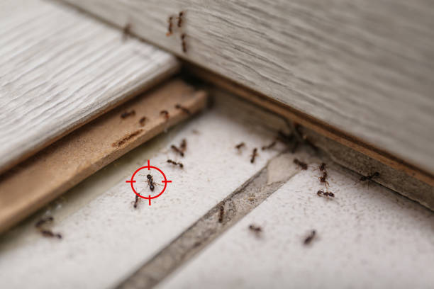 Best Cockroach Control Services  in Milton, GA