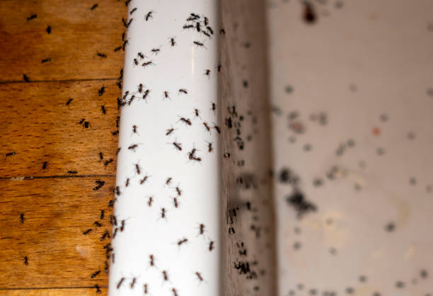 Best Pest Control Near Me  in Milton, GA
